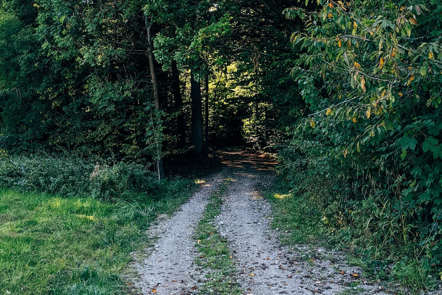 Kavicsos sétaösvény sűrű, zöld lombú fák között.
